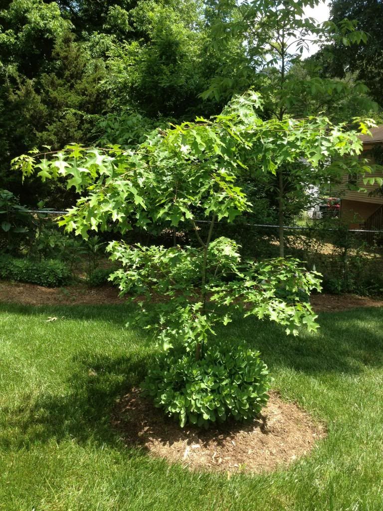 Scarlet Oak - Quercus Coccinea photo IMG_09451_zps855cce12.jpg